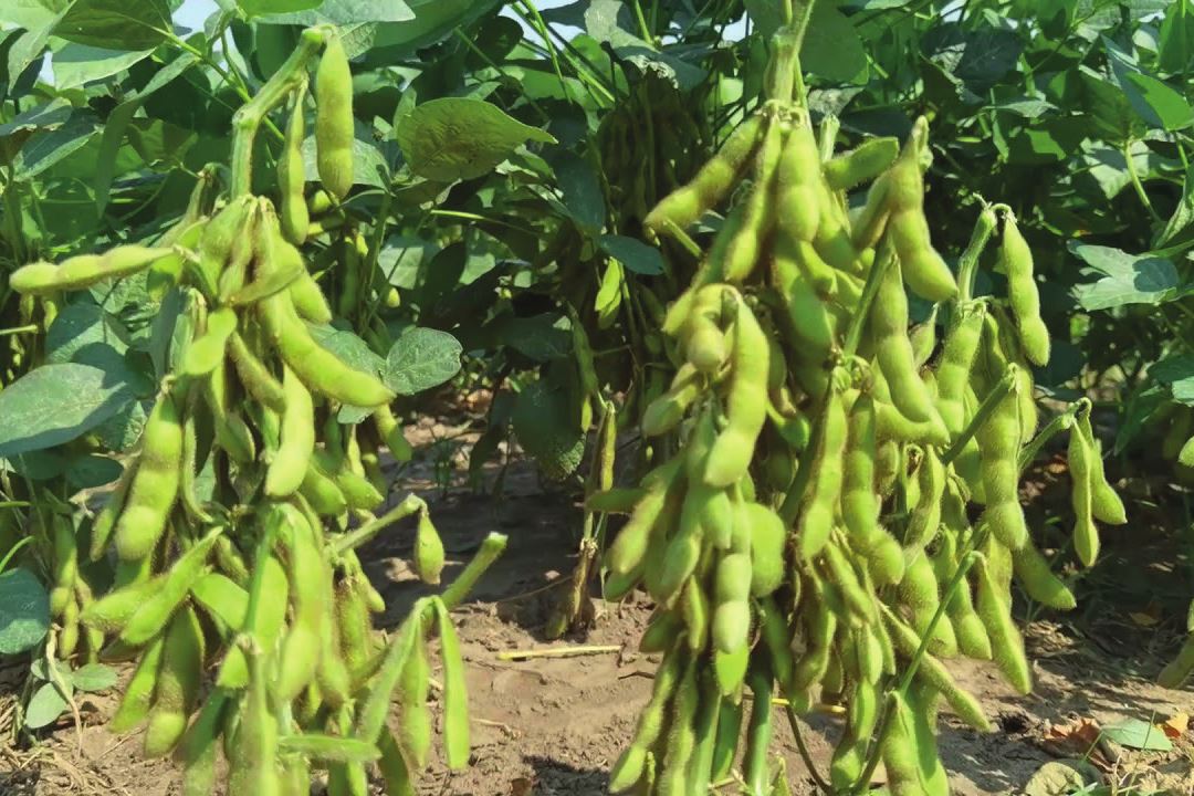 Vainas de soja cargadas en la planta
