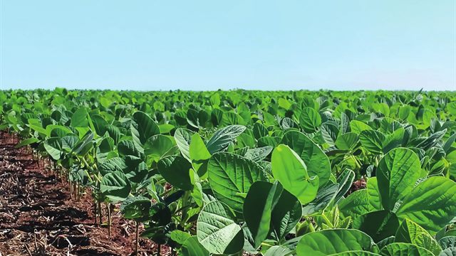 Lote de soja con la hoja plenamente desarrollada
