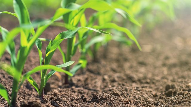 Plantines recién emergidos en el surco